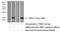 TP53 Regulated Inhibitor Of Apoptosis 1 antibody, 15351-1-AP, Proteintech Group, Western Blot image 