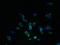 Solute Carrier Family 22 Member 24 antibody, LS-C378888, Lifespan Biosciences, Immunofluorescence image 