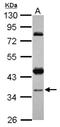 YJU2 Splicing Factor Homolog antibody, NBP2-15757, Novus Biologicals, Western Blot image 