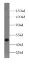 Myocyte Enhancer Factor 2C antibody, FNab05107, FineTest, Western Blot image 