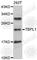 TATA box-binding protein-like protein 1 antibody, A7575, ABclonal Technology, Western Blot image 