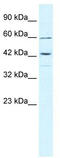 Tripartite Motif Containing 68 antibody, TA335525, Origene, Western Blot image 