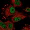 Small Nuclear Ribonucleoprotein U1 Subunit 70 antibody, HPA043516, Atlas Antibodies, Immunofluorescence image 