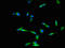 Dynein Cytoplasmic 2 Heavy Chain 1 antibody, CSB-PA818763LA01HU, Cusabio, Immunofluorescence image 