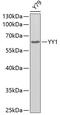 YY1 Transcription Factor antibody, 13-305, ProSci, Western Blot image 