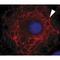 Keratin 3 antibody, MBS375045, MyBioSource, Immunocytochemistry image 