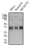 Musashi RNA Binding Protein 2 antibody, NBP2-52978, Novus Biologicals, Western Blot image 