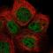 Radial Spoke Head Component 4A antibody, PA5-56668, Invitrogen Antibodies, Immunofluorescence image 