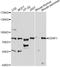 Epithelial Splicing Regulatory Protein 1 antibody, LS-C749619, Lifespan Biosciences, Western Blot image 