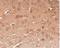 Secretogranin II antibody, NBP2-15895, Novus Biologicals, Immunohistochemistry paraffin image 