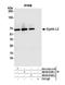Cyclin L2 antibody, NB100-87009, Novus Biologicals, Western Blot image 