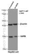 VAMP Associated Protein B And C antibody, 14477-1-AP, Proteintech Group, Western Blot image 