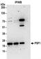 Psf1 antibody, NBP2-30365, Novus Biologicals, Immunoprecipitation image 