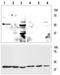 Potassium channel subfamily K member 9 antibody, TA328947, Origene, Western Blot image 