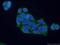 Prohibitin 2 antibody, 66424-1-Ig, Proteintech Group, Immunofluorescence image 