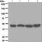 SRY-Box 1 antibody, GTX62974, GeneTex, Western Blot image 
