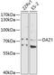 Deleted in azoospermia protein 1 antibody, 19-578, ProSci, Western Blot image 