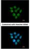 F-Box Protein 43 antibody, NBP1-31473, Novus Biologicals, Immunofluorescence image 