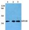 Growth Factor Independent 1B Transcriptional Repressor antibody, PA5-75743, Invitrogen Antibodies, Western Blot image 