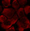 Early Endosome Antigen 1 antibody, LS-C204249, Lifespan Biosciences, Immunofluorescence image 