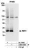 Retention In Endoplasmic Reticulum Sorting Receptor 1 antibody, A304-639A, Bethyl Labs, Immunoprecipitation image 