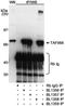 TATA-binding protein-associated factor 2N antibody, A300-308A, Bethyl Labs, Western Blot image 