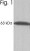 Calsequestrin-1 antibody, NB120-2824, Novus Biologicals, Western Blot image 