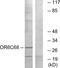 Olfactory Receptor Family 6 Subfamily C Member 68 antibody, PA5-38190, Invitrogen Antibodies, Western Blot image 