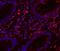Myeloperoxidase antibody, PA1054, Boster Biological Technology, Immunofluorescence image 