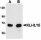 Kelch-like protein 15 antibody, orb75220, Biorbyt, Western Blot image 