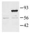 Regulator Of G Protein Signaling 3 antibody, PA1-26488, Invitrogen Antibodies, Western Blot image 