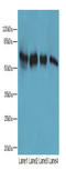Kelch Like Family Member 23 antibody, A66390-100, Epigentek, Western Blot image 
