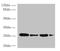 Mediator Complex Subunit 7 antibody, orb355595, Biorbyt, Western Blot image 