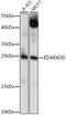 EDAR Associated Death Domain antibody, A15950, ABclonal Technology, Western Blot image 