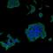 Psg16 antibody, NBP2-67085, Novus Biologicals, Immunofluorescence image 