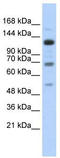 MHC class II regulatory factor RFX1 antibody, TA335800, Origene, Western Blot image 