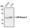 LIM Domain Kinase 2 antibody, MA5-15136, Invitrogen Antibodies, Western Blot image 