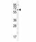 Baculoviral IAP Repeat Containing 3 antibody, F49443-0.4ML, NSJ Bioreagents, Western Blot image 