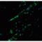 BCL9 Like antibody, LS-C144336, Lifespan Biosciences, Immunofluorescence image 