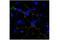 Discs Large MAGUK Scaffold Protein 4 antibody, 36233S, Cell Signaling Technology, Immunocytochemistry image 