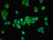 Zinc Finger Protein 624 antibody, LS-C394548, Lifespan Biosciences, Immunofluorescence image 