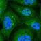 Conserved oligomeric Golgi complex subunit 3 antibody, NBP1-80772, Novus Biologicals, Immunofluorescence image 