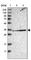 Pyrophosphatase (Inorganic) 1 antibody, HPA020096, Atlas Antibodies, Western Blot image 