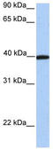 Apolipoprotein A4 antibody, TA336231, Origene, Western Blot image 