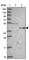 Ferrochelatase, mitochondrial antibody, HPA044100, Atlas Antibodies, Western Blot image 