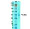 Solute Carrier Family 38 Member 1 antibody, NBP2-59311, Novus Biologicals, Western Blot image 
