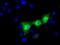 UPF0663 transmembrane protein C17orf28 antibody, GTX84750, GeneTex, Immunofluorescence image 