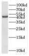 Pantothenate Kinase 3 antibody, FNab06135, FineTest, Western Blot image 