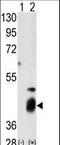 Dual Specificity Phosphatase 7 antibody, LS-C101033, Lifespan Biosciences, Western Blot image 