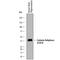 Carbonic Anhydrase 10 antibody, MAB2189, R&D Systems, Western Blot image 